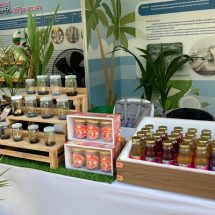 วช.สนับสนุนทีมวิจัย ม.นเรศวร ต่อยอดเทคโนโลยีการเพาะเลี้ยงเนื้อเยื่อจากอินทผลัม สู่มะพร้าวน้ำหอมได้สำเร็จครั้งแรก พร้อมถ่ายทอดเทคโนโลยีและช่วยผู้ประกอบการผลิตน้ำมะพร้าวน้ำหอม 100 %