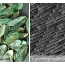 วช.หนุนขับเคลื่อนเศรษฐกิจบีซีจี ด้วยกลไก Zero Waste แปรรูปขยะเป็นสินทรัพย์กับต้นแบบผลิตภัณฑ์มูลค่าสูงแปรรูปจากเปลือกหอยแมลงภู่เหลือทิ้ง 