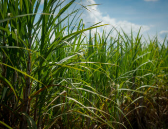 สอน. เดินหน้ามาตรการ “อ้อยสด – ลดเผา” ปี 68/69 ขับเคลื่อนอุตฯ อ้อยไทยสู่อนาคตสีเขียว ยกระดับรายได้เกษตรกร ควบคู่ลดฝุ่น PM 2.5