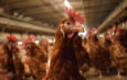EGGTRACK 2025: การเปลี่ยนผ่านสู่ระบบปลอดกรงในประเทศไทยเดินหน้าอย่างต่อเนื่อง โดยความโปร่งใสและการดำเนินการของภาคธุรกิจยังคงเป็นปัจจัยสำคัญ
