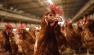 EGGTRACK 2025: การเปลี่ยนผ่านสู่ระบบปลอดกรงในประเทศไทยเดินหน้าอย่างต่อเนื่อง โดยความโปร่งใสและการดำเนินการของภาคธุรกิจยังคงเป็นปัจจัยสำคัญ