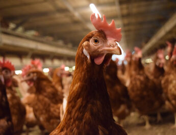 EGGTRACK 2025: การเปลี่ยนผ่านสู่ระบบปลอดกรงในประเทศไทยเดินหน้าอย่างต่อเนื่อง โดยความโปร่งใสและการดำเนินการของภาคธุรกิจยังคงเป็นปัจจัยสำคัญ